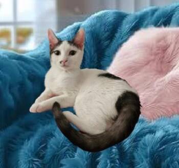 Rescue Domestic Short Hair Cats for Adoption in North Myrtle Beach, South Carolina - BB | PetCurious