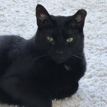 Sadie -  Domestic Short Hair Cat for Adoption in Bountiful, Utah - Sadie | PetCurious