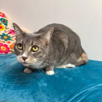 Domestic Short Hair Cats Available for Adoption - Toto | PetCurious