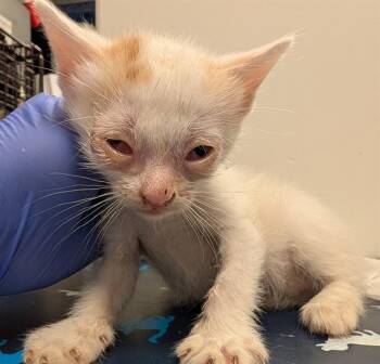 Domestic Short Hair Cats Available for Adoption in Ontario, California - KITTEN 3 | PetCurious