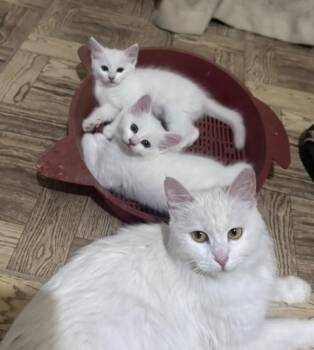 Elsa Family -  Turkish Angora Cat for Adoption in Brampton, Ontario - Elsa Family | PetCurious