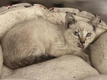 KARLITA -  Siamese Cat for Adoption in Tustin, California - KARLITA | PetCurious