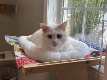 Rescue Siamese Cats for Adoption in Suffolk, Virginia - Pepper And Nacho | PetCurious