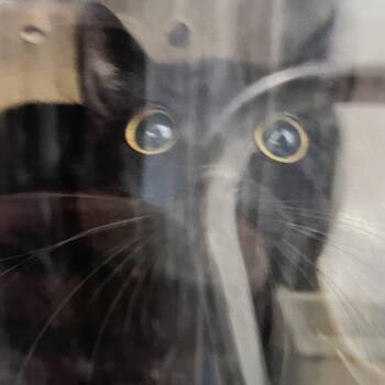 Sizzle -  Domestic Short Hair Cat for Adoption in Philadelphia, Pennsylvania - Sizzle | PetCurious