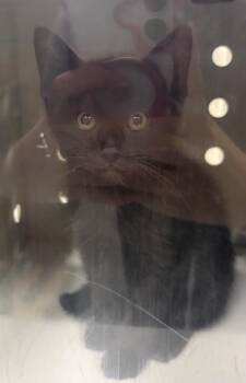 Domestic Medium Hair Cats Available for Adoption in Greenfield, Indiana - Star | PetCurious
