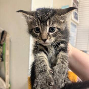 Dallas -  Domestic Short Hair Cat for Adoption in Pekin, Illinois - Dallas | PetCurious
