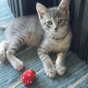 Earl Gray -  Domestic Short Hair Cat Available for Adoption in Chicago, Illinois - Earl Gray | PetCurious