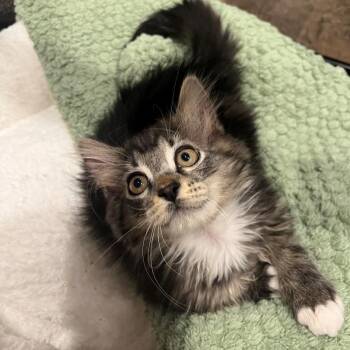 Sylvester Plump -  Domestic Long Hair and Tabby Cat for Adoption in Morrison, Colorado - Sylvester Plump | PetCurious