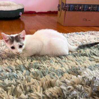 Pebble -  Domestic Short Hair Cat for Adoption in Middleton, Wisconsin - Pebble | PetCurious