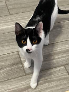 Domestic Short Hair Cats Available for Adoption in Murfreesboro, Tennessee - Sabrina | PetCurious