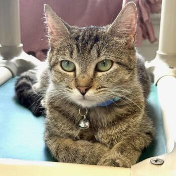 Vega -  Domestic Short Hair Cat for Adoption in Greensburg, Pennsylvania - Vega | PetCurious