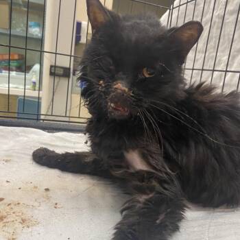WAGS-Stray-22381 -  Domestic Medium Hair Cat for Adoption in Westminster, California - WAGS-Stray-22381 | PetCurious