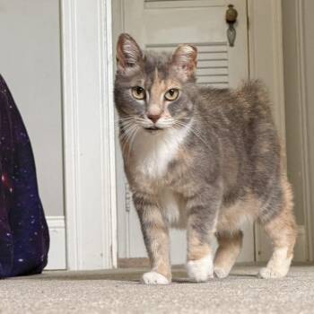 Bunny -  Domestic Short Hair Cat for Adoption in Lynchburg, Virginia - Bunny | PetCurious