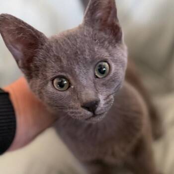 Animal Rodriguez -  Domestic Short Hair Cat for Adoption in Eagle Mountain, Utah - Animal Rodriguez | PetCurious