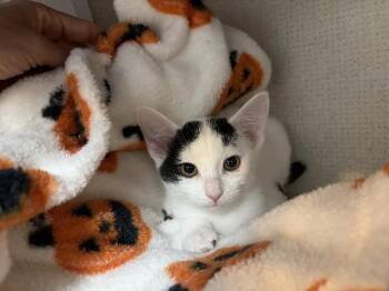 Loaded Waffle Fries -  Domestic Medium Hair Cat for Adoption in Fort Collins, Colorado - Loaded Waffle Fries | PetCurious