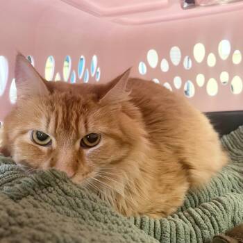 Domestic Long Hair Cats Available for Adoption - Zorro | PetCurious