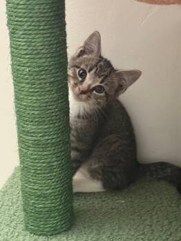 Rescue Tabby Cats for Adoption in Miami, Florida - Bront | PetCurious