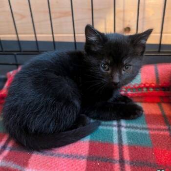 Domestic Short Hair Cats Available for Adoption - Violet | PetCurious