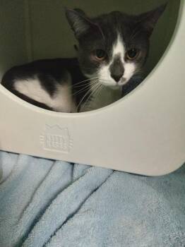 Apollo -  Domestic Short Hair Cat for Adoption - Apollo | PetCurious