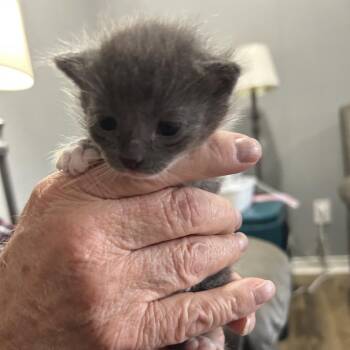 Domestic Short Hair Cats Available for Adoption in Bentonville, Arkansas - Luna | PetCurious