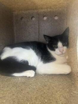Polo -  Domestic Short Hair Cat for Adoption in Roseville, California - Polo | PetCurious