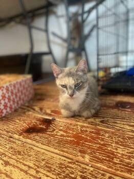 Africa -  Domestic Short Hair Cat for Adoption in Trenton, New Jersey - Africa | PetCurious