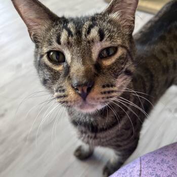 Rescue Domestic Short Hair Cats for Adoption in Aiea, Hawaii - Stormy | PetCurious