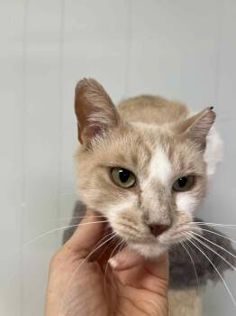 Rescue Domestic Short Hair Cats for Adoption in Millington, Tennessee - Journey (Millington, TN) | PetCurious