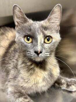 Mango -  Domestic Short Hair Cat for Adoption in Wichita, Kansas - Mango | PetCurious