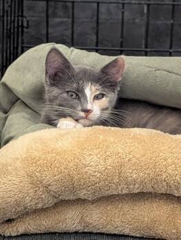Minnie -  Domestic Short Hair Cat for Adoption in St. Cloud, Minnesota - Minnie | PetCurious