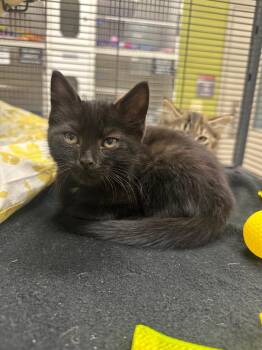 Bubbly (Taylor) -  Domestic Short Hair Cat for Adoption in Johnson City, Tennessee - Bubbly (Taylor) | PetCurious