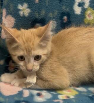 Cornelius -  Domestic Short Hair Cat for Adoption in Payson, Arizona - Cornelius | PetCurious