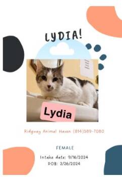 Rescue American Shorthair Cats for Adoption in Ridgway, Pennsylvania - Lydia | PetCurious