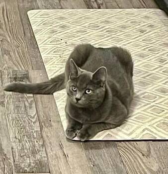 Domestic Short Hair Cats Available for Adoption - Jade | PetCurious