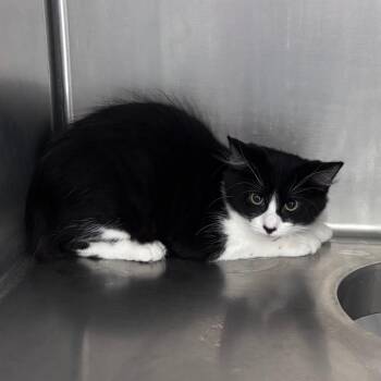 Soft Kitty -  Domestic Medium Hair Cat for Adoption in Indianapolis, Indiana - Soft Kitty | PetCurious