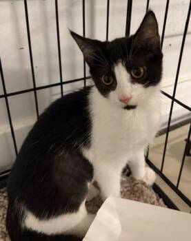 2026-49 Lilo -  Domestic Short Hair Cat for Adoption in Windsor, Connecticut - 2026-49 Lilo | PetCurious