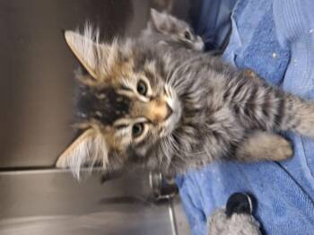 Sunshine -  Domestic Short Hair Cat for Adoption in Lake Havasu City, Arizona - Sunshine | PetCurious
