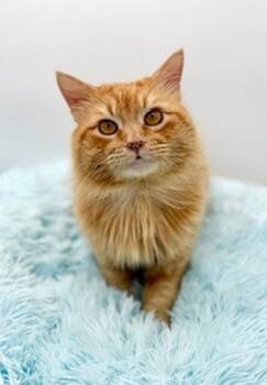 Domestic Long Hair Cats Available for Adoption - Walter | PetCurious