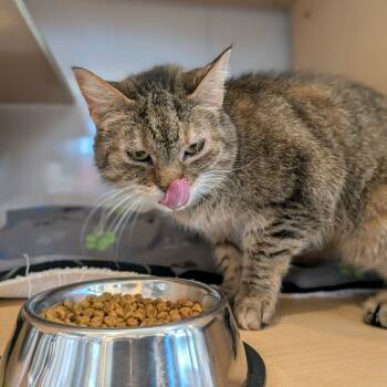 Rescue Domestic Short Hair Cats for Adoption - Evie | PetCurious