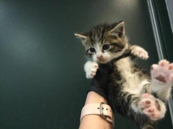 Domestic Short Hair Cats Available for Adoption in Thousand Palms, California - TULIP | PetCurious