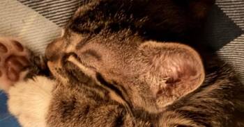 Domestic Short Hair Cats Available for Adoption - Rufus | PetCurious