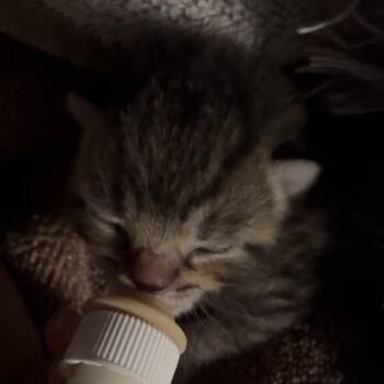 Ozzie -  Domestic Short Hair Cat Available for Adoption in Fairmont, West Virginia - Ozzie | PetCurious
