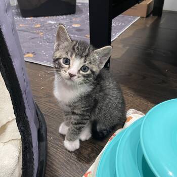 Taffy -  Tabby and Domestic Short Hair Cat for Adoption in Mastic, New York - Taffy | PetCurious