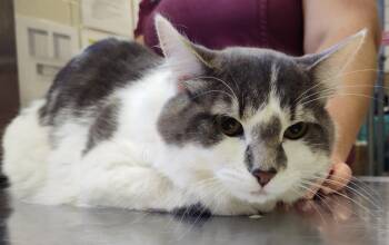 Hamilton -  Domestic Short Hair Cat for Adoption in Grand Forks, North Dakota - Hamilton | PetCurious