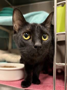 Pancake -  Domestic Short Hair Cat for Adoption in Redmond, Oregon - Pancake | PetCurious