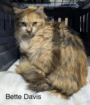 Maine Coon and Domestic Medium Hair Cats Available for Adoption - Bette Davis | PetCurious