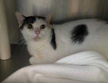 Delilah - At shelter -  Domestic Short Hair Cat for Adoption in Rustburg, Virginia - Delilah - At Shelter | PetCurious
