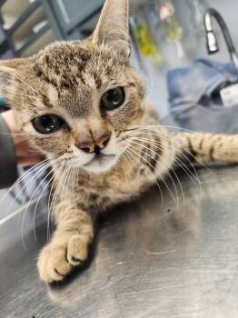 Rescue Domestic Short Hair Cats for Adoption in Tulsa, Oklahoma - Eugene | PetCurious