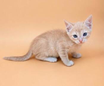 Zion -  Domestic Short Hair Cat for Adoption in Dahlonega, Georgia - Zion | PetCurious