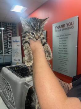 OOGIE BOOGIE -  Domestic Short Hair Cat for Adoption in Louisville, Kentucky - OOGIE BOOGIE | PetCurious